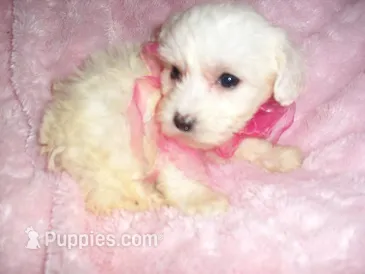 FLUFFY GIRL – Maltipoo puppy for sale in Canton, MS