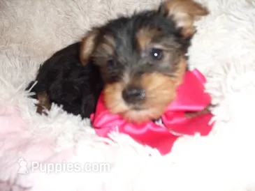 BABY DOLL – Yorkshire Terrier puppy for sale in Canton, MS