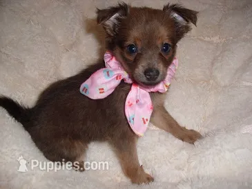 CINDERALLA – Chihuahua puppy for sale in Canton, MS