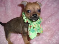 BUSTER, a male Chihuahua for sale in Canton, MS – 5 of 5