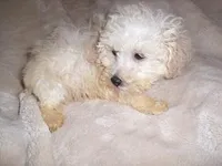 COTTEN MAN, a male Poodle - Toy  for sale in Canton, MS – Photo 1 of 5