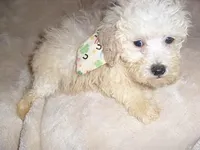 COTTEN MAN, a male Poodle - Toy  for sale in Canton, MS – Photo 4 of 5