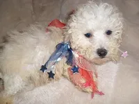 COTTEN MAN, a male Poodle - Toy  for sale in Canton, MS – Photo 5 of 5