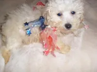 COTTEN MAN, a male Poodle - Toy  for sale in Canton, MS – Photo 3 of 5