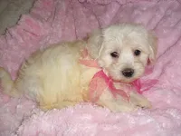 MORKIE BABY, a female Morkie for sale in Canton, MS – 2 of 3