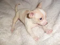 BAXTER, a male Chihuahua for sale in Canton, MS – Photo 3 of 3