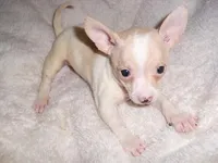 BAXTER, a male Chihuahua for sale in Canton, MS – Photo 2 of 3