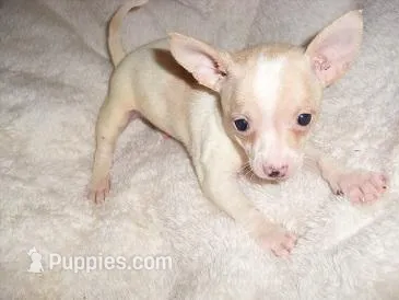 BAXTER – Chihuahua puppy for sale in Canton, MS