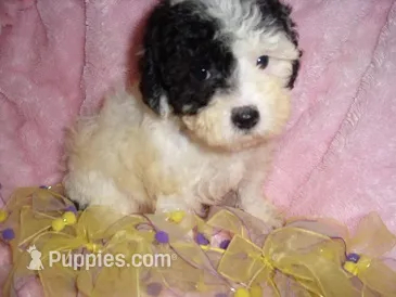 ANGEL BABY – Poodle - Toy  puppy for sale in Canton, MS