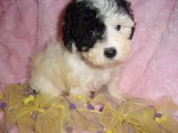 ANGEL BABY, a female Poodle - Toy  for sale in Canton, MS – 1 of 4
