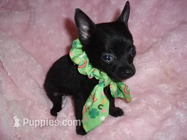 TEACUP JACK – Chihuahua puppy for sale in Canton, MS
