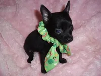 TEACUP JACK, a male Chihuahua for sale in Canton, MS – 1 of 3