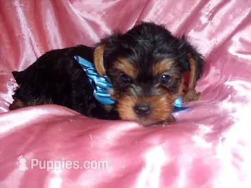 BUSTER – Yorkshire Terrier puppy for sale in Canton, MS