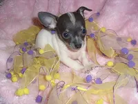 BLUE BABY 1, a female Chihuahua for sale in Canton, MS – 2 of 3
