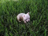 JAZZ, a male Chihuahua for sale in Canton, MS – 3 of 6
