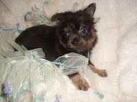 fluffy man, a male Chihuahua for sale in Canton, MS – 4 of 5
