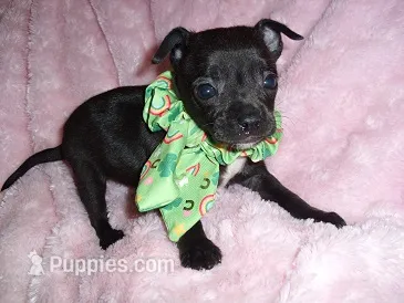 MIDNIGHT – Chihuahua puppy for sale in Canton, MS