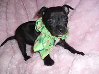 MIDNIGHT, a male Chihuahua for sale in Canton, MS – 1 of 4