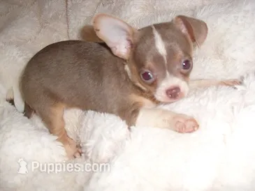 TINY MAN 2 – Chihuahua puppy for sale in Canton, MS