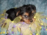 MIA, a female Yorkshire Terrier for sale in Canton, MS – 5 of 5