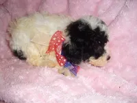 ANGEL BABY, a female Poodle - Toy  for sale in Canton, MS – 4 of 4