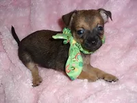 BAXTER, a male Chihuahua for sale in Canton, MS – 2 of 4