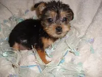 TINY ZIZI, a male Yorkshire Terrier for sale in Canton, MS – Photo 2 of 3