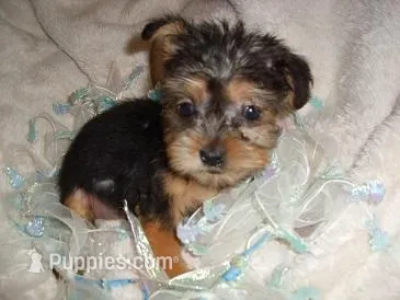 TINY ZIZI – Yorkshire Terrier puppy for sale in Canton, MS