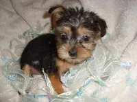 TINY ZIZI, a male Yorkshire Terrier for sale in Canton, MS – Photo 1 of 3