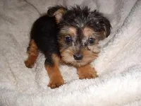 TINY ZIZI, a male Yorkshire Terrier for sale in Canton, MS – Photo 3 of 3