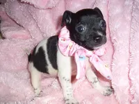 BABY GIRL 1, a female Chihuahua for sale in Canton, MS – 2 of 4
