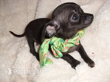 MIDNIGHT – Chihuahua puppy for sale in Canton, MS