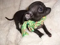 MIDNIGHT, a male Chihuahua for sale in Canton, MS – 1 of 4