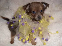 CINDERALLA, a female Chihuahua for sale in Canton, MS – 2 of 4