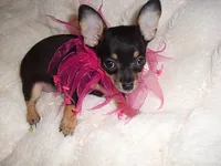 SASSY, a female Chihuahua for sale in Canton, MS – 3 of 4