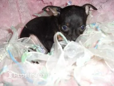 BUDDY – Chihuahua puppy for sale in Canton, MS