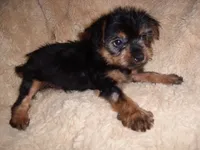 POO GIRL, a female Yorkipoo for sale in Canton, MS – 3 of 3