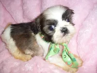 PEPPER, a male Shih Tzu for sale in Canton, MS – 2 of 4