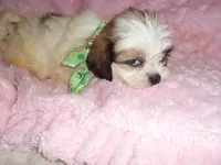 BUBBLES, a male Shih Tzu for sale in Canton, MS – 3 of 3