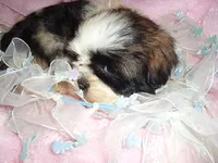 PEPPER, a male Shih Tzu for sale in Canton, MS – 4 of 4