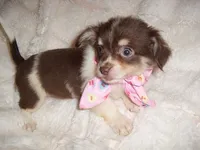 FLUFFY GIRL, a female Chihuahua for sale in Canton, MS – 3 of 4