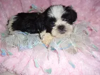 IMPERIAL MAN, a male Shih Tzu for sale in Canton, MS – 2 of 4