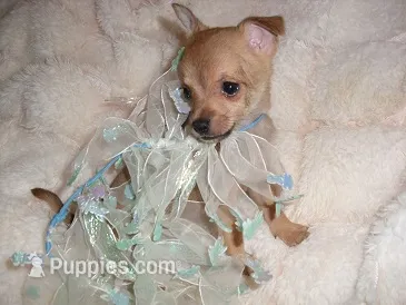 BUSTER – Chihuahua puppy for sale in Canton, MS