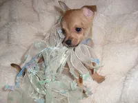 BUSTER, a male Chihuahua for sale in Canton, MS – 1 of 4