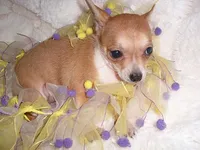 BETSY, a female Chihuahua for sale in Canton, MS – 4 of 4