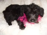 SADIE, a female Yorkipoo for sale in Canton, MS – 3 of 4