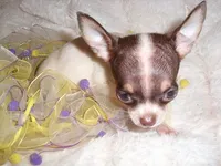 TEACUP COCO, a female Chihuahua for sale in Canton, MS – 4 of 5