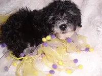 MINNIE, a female Poodle - Toy  for sale in Canton, MS – 2 of 4