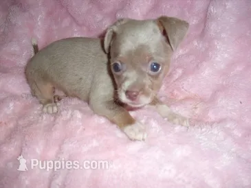SILVER BABY – Chihuahua puppy for sale in Canton, MS