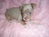 SILVER BABY, a female Chihuahua for sale in Canton, MS – 1 of 3